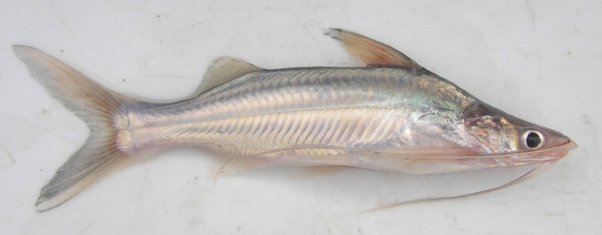 Parapimelodus valenciennis (Lütken, 1874)